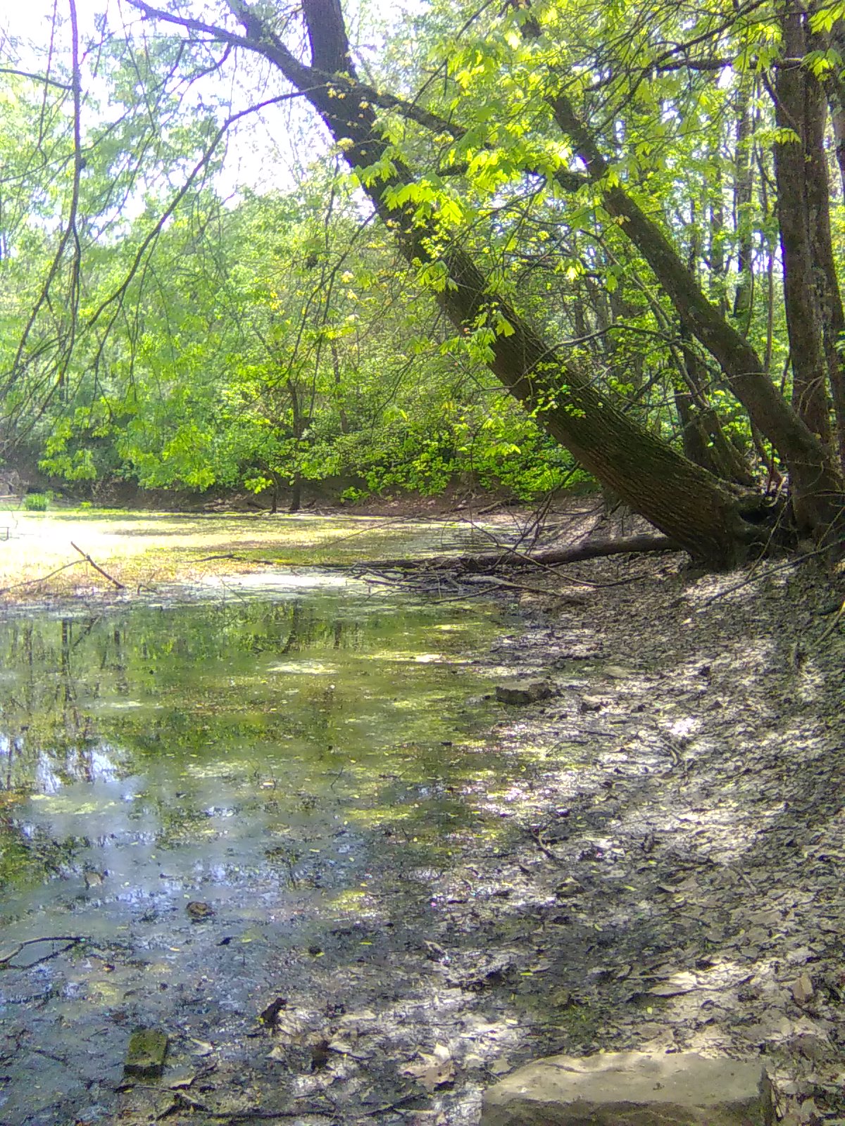 Vernal Pool